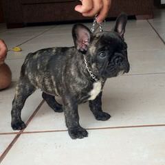 Divandachs Kennel – French Bulldog - Dog Breeders