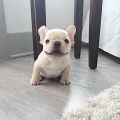 Rodbulls French Bulldogs - Dog Breeders