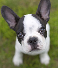 French Bulldog Puppies - Dog and Puppy Pictures