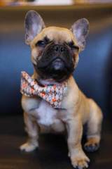 Franklin English & French Bulldogs - Dog Breeders