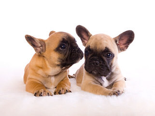 Beautiful Female French Bulldog For Sale - Dog Breeders