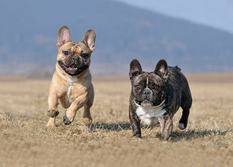 French Bulldog Stud-Orlando, Fl - Dog Breeders