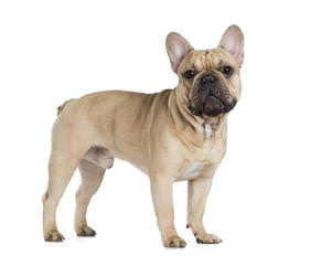 Frenchies 2 Luv - Dog Breeders