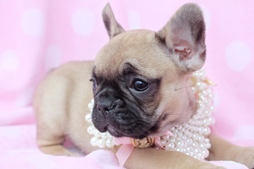 Designer French Bulldogs - Dog Breeders