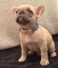 MAGNUM FRENCH BULLDOGS - Dog Breeders