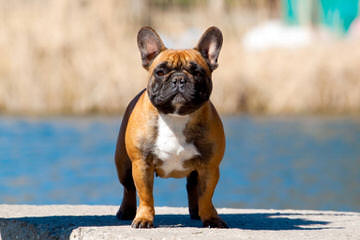 Abri French Bulldogs - Dog and Puppy Pictures