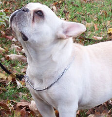 Rodbulls French Bulldogs - Dog Breeders