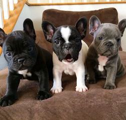 East Coast Frenchies - Dog and Puppy Pictures