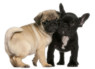 Puppy Love French Bulldogs - Dog and Puppy Pictures