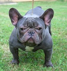 French Bulldog Pied For Stud - Dog Breeders