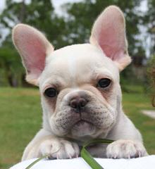 Original Home Of The Mexican Frenchie - Dog and Puppy Pictures