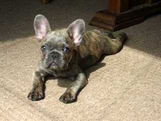 Umpqua Valley Kennels Llc, French Bulldogs - Dog and Puppy Pictures