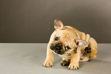 Beautiful Female French Bulldog For Sale - Dog and Puppy Pictures