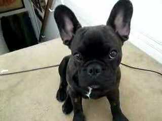 MAGNUM FRENCH BULLDOGS - Dog Breeders