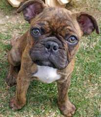 Abri French Bulldogs - Dog Breeders