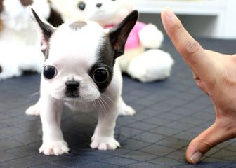 Action Alet French Bulldog - Dog and Puppy Pictures