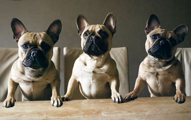 French Bulldog Stud-Orlando, Fl - Dog Breeders