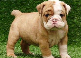 Outstanding Quality English & French Bulldog Puppies - Dog and Puppy Pictures