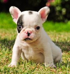 exquisitefrenchbulldogspuppies - Dog Breeders