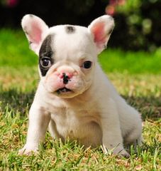 Designer French Bulldogs - Dog and Puppy Pictures