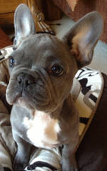 Abri French Bulldogs - Dog Breeders