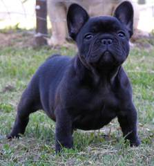 French Bull Dog Stud Service - Dog Breeders