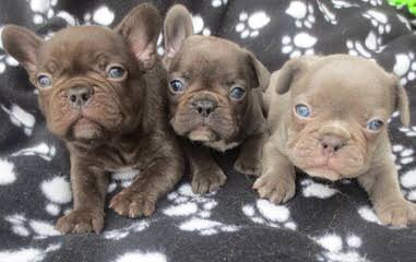 Santiago Bulldogs - Dog Breeders