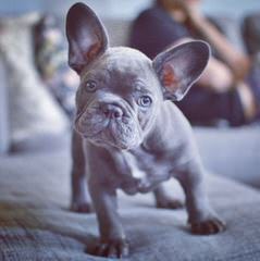 Action Alet French Bulldog Puppy - Dog and Puppy Pictures