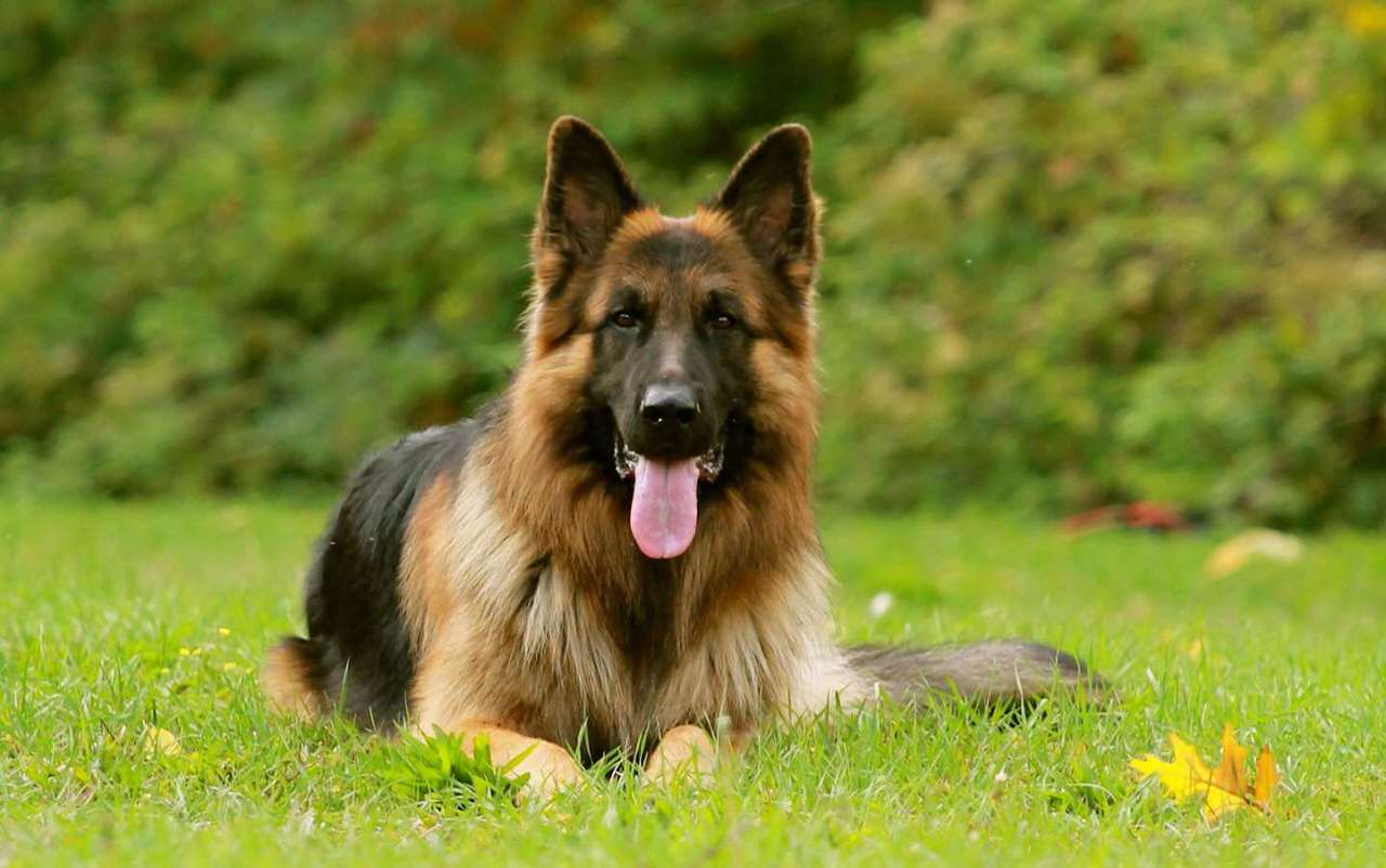 German Shepherd Dog Dogs and Puppies