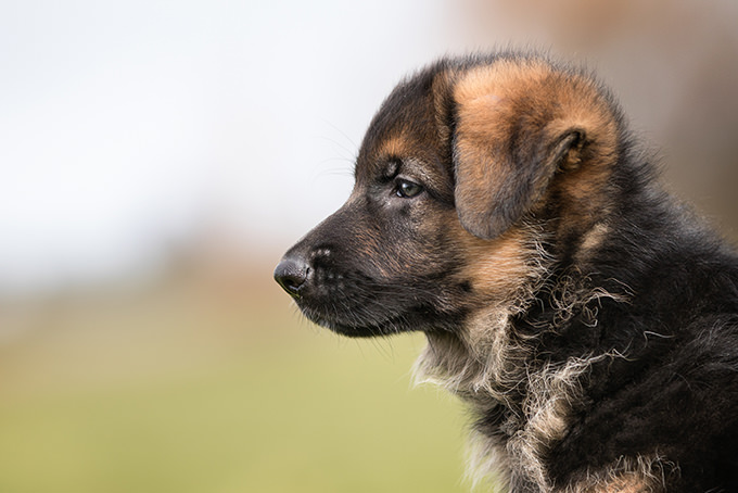 German Shepherd Dog Dogs and Puppies