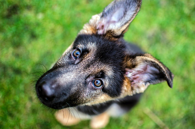 German Shepherd Dog Dogs and Puppies