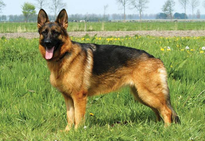 German Shepherd Dog Dogs and Puppies