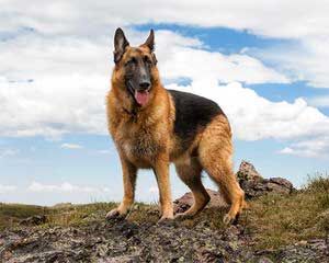Gallant Edge German Shepherds - Dog and Puppy Pictures