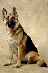 True Blue German Shepherd Dogs - Dog Breeders