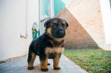 Thinschmidt German Shepherds - Dog Breeders