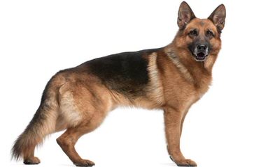 LSF Animal Care - Dog Breeders