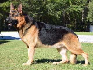 von Tajgetosz working German Shepherds - Dog Breeders