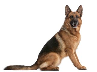 Dragon German Shepherd - Dog Breeders