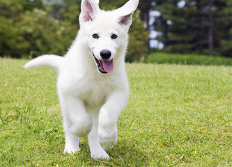 Red Barn German Shepherd - Dog Breeders