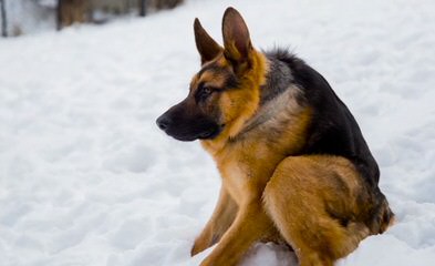 German Shepherd Puppy - Dog and Puppy Pictures