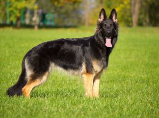 German Shepherd Stud Ready For Action. - Dog Breeders