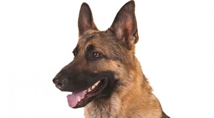 ALLE STERNE GERMAN SHEPHERDS - Dog Breeders