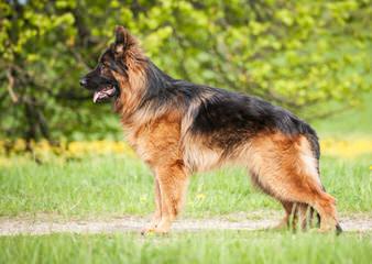 Von Willnic German Shepherds - Dog and Puppy Pictures