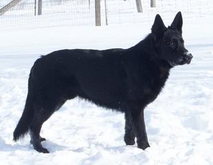 German Shepherd Pups - Dog Breeders