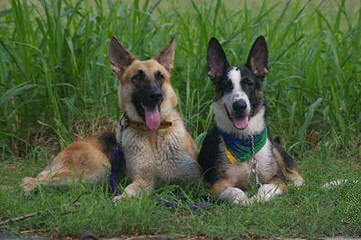 Liberatore Shepherds - Dog Breeders