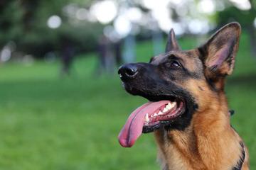 Excelon German Shepherd Dogs - Dog Breeders