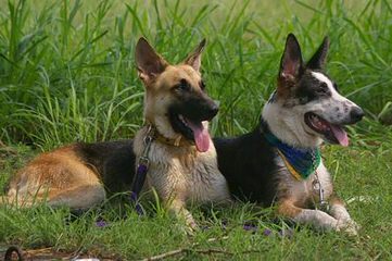 von Tajgetosz working German Shepherds - Dog and Puppy Pictures