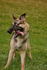 German Shepard love - Dog Breeders