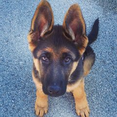 Red Barn German Shepherd - Dog and Puppy Pictures