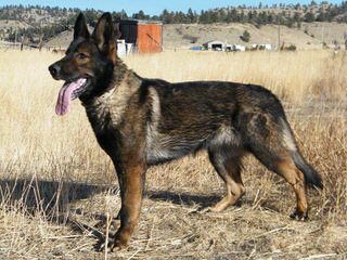 Vom Grinter German Shepherds - Dog Breeders